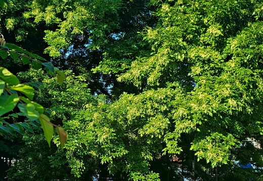 ksh교하물푸레 20240622 06