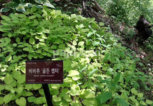 20240512 율곡수목원009